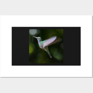 Green Violetear Hummingbird Posters and Art